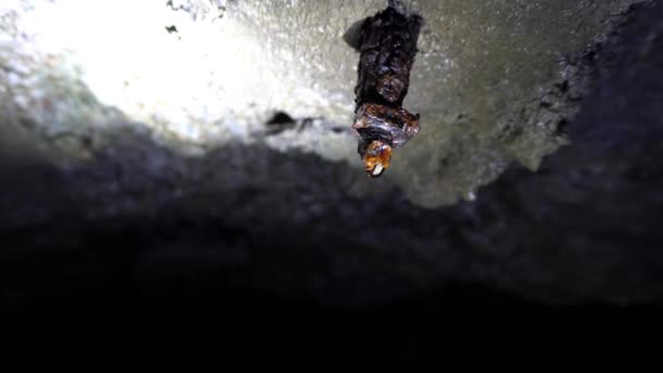 Una Gota Viejo Tornillo Oxidado Una Cueva Paredes Húmedas Macro — Vídeo de stock