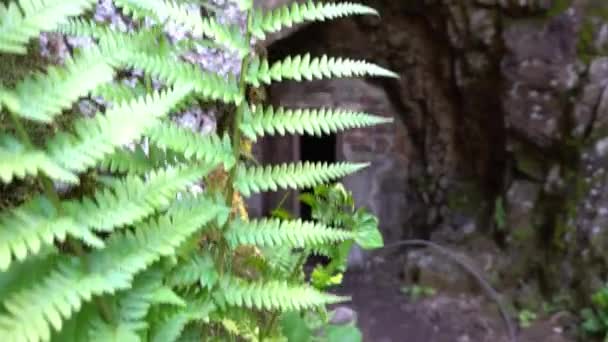 Versteckter Eingang Zur Höhle Zwischen Grünem Gras Und Büschen Bergiges — Stockvideo