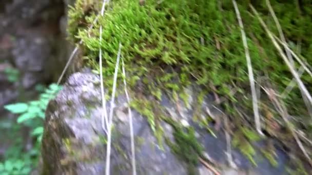 Green Wet Moss Rocks Forest Mountains Trans Ili Alatau Dry — Stock Video