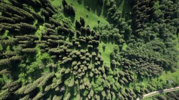 Pemandangan Atas Pohon Pohon Konifer Dan Ladang Sebuah Jalan Melalui — Stok Video