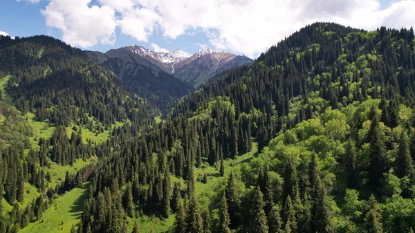 Высокие Горы Покрыты Зеленым Лесом Вдалеке Видны Снежные Вершины Холмах — стоковое фото