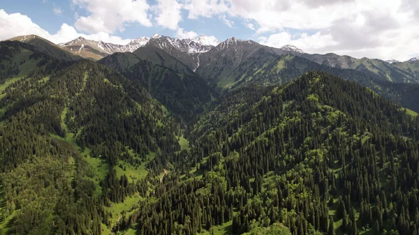 Alte Montagne Sono Coperte Foresta Verde Picchi Neve Sono Visibili — Foto Stock