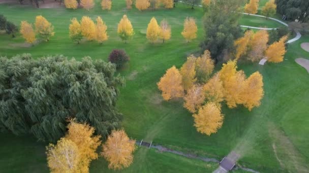 Golf Courses Yellow Autumn Birches Drone View River Green Grass — Stock Video