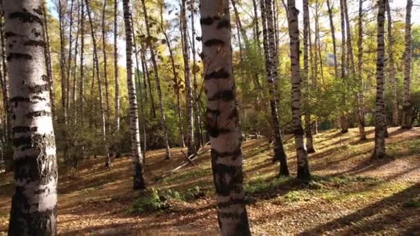 Sonbahar Ormanı Şafak Vakti Birch Korusu Ağaçların Uzun Gölgeleri Yere — Stok video