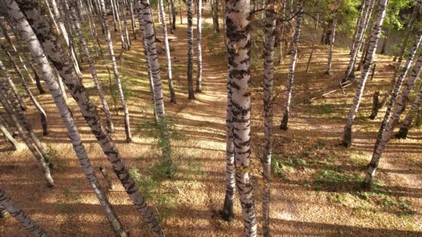 Ένας Τύπος Στο Δάσος Του Φθινοπώρου Περπατάει Ένα Μονοπάτι Καλυμμένο — Αρχείο Βίντεο
