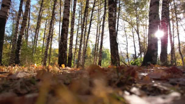 Der Kerl Läuft Herbstlichen Birkenwald Wandert Auf Trockenen Gelben Blättern — Stockvideo