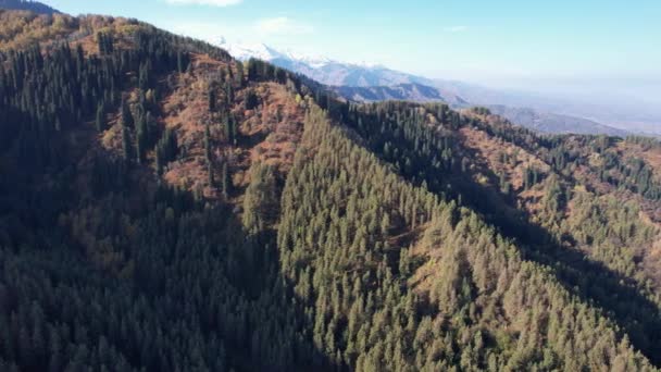 Altas Colinas Otoñales Con Montañas Nevadas Drone Vista Del Bosque — Vídeo de stock
