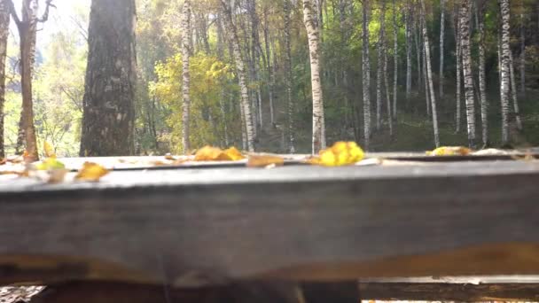 Drewniana Ławka Stołem Jesiennym Lesie Brzozowy Gaj Zawinięty Jest Żółto — Wideo stockowe