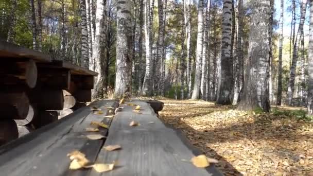 Eine Holzbank Mit Tisch Herbstlichen Wald Der Birkenhain Ist Gelb — Stockvideo