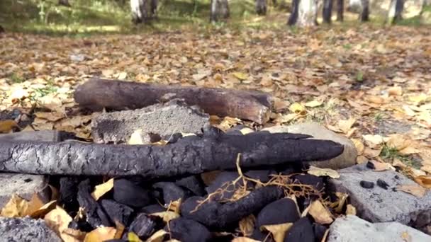 Carvão Depois Incêndio Floresta Outono Folhas Amarelas Caem Chão Lugar — Vídeo de Stock