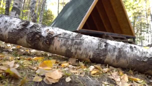 Drewniana Altana Kemping Jesiennym Lesie Jest Tam Kłoda Brzozy Dużo — Wideo stockowe
