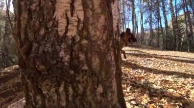 Mutlu bir çoban köpeği sonbahar ormanında koşar. Sarı-turuncu yapraklar patilerin altına dağılır. Yerdeki ağaçların uzun gölgeleri. Birch Korusu. Köpek doğada oynuyor. Bir sopa arıyorum.