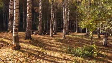 Sonbahar ormanı. Şafak vakti Birch korusu. Ağaçların uzun gölgeleri yere düşüyor. Sarı-kırmızı yapraklar yalan söylüyor. Doğanın parlak renkleri. Dağ yolu. Yeşil yapraklar ve çimenler yetişir.
