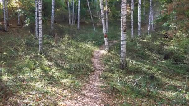 Autumn Forest Birch Grove Dawn Long Shadows Trees Fall Ground — Stock Video