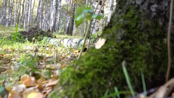 Zöld Moha Fák Koronáján Őszi Erdő Sárga Narancssárga Levelek Hevernek — Stock videók