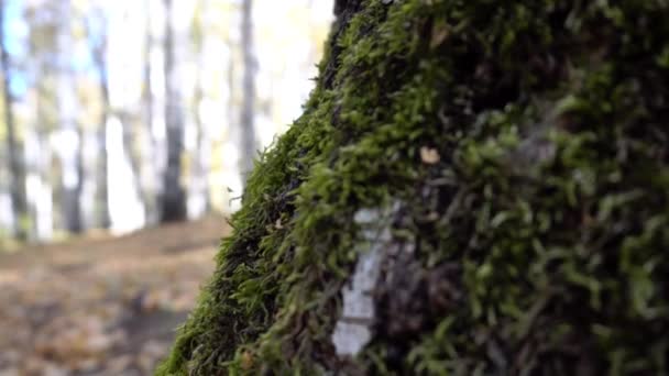 Musgo Verde Nas Coroas Das Árvores Floresta Outono Folhas Amarelo — Vídeo de Stock