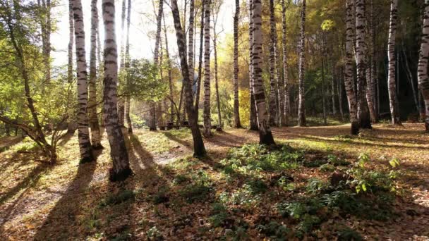 Facet Jesiennym Lesie Dotyka Brzozy Wschód Słońca Długie Cienie Drzew — Wideo stockowe