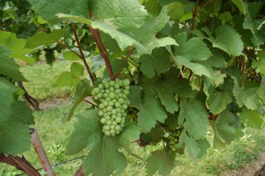 Sarmaşıkta yeşil üzümlere yakın çekim.