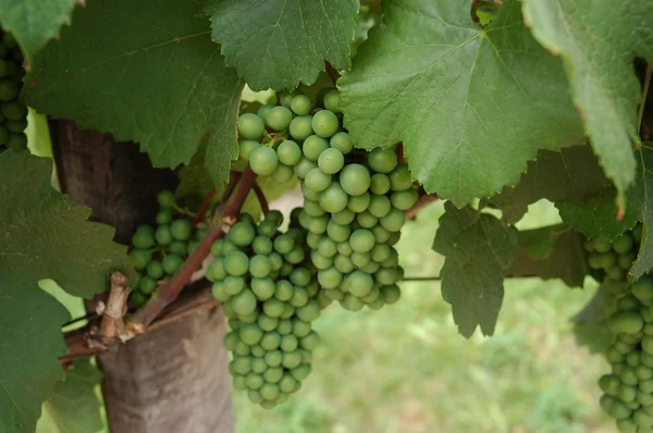 Zbliżenie zielonych winogron na winorośli. — Zdjęcie stockowe