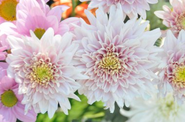 renkli taze bahar papatya çiçeği