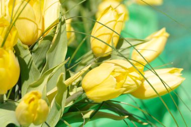 arka plan ile güzel Sarı laleler