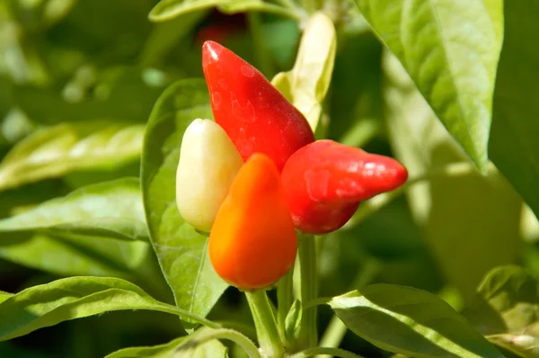 Little red hot Chile peppers — Stock Photo, Image
