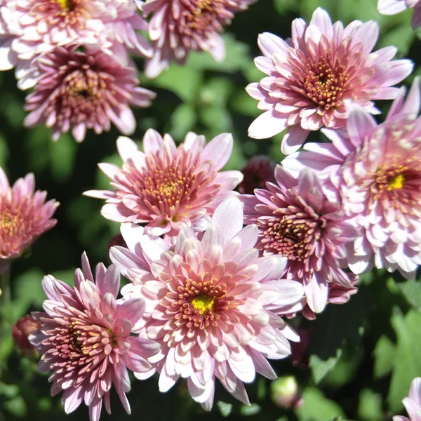 Belo fundo de flores frescas — Fotografia de Stock