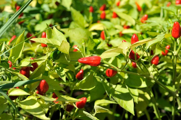 Little red hot Chile peppers — Stock Photo, Image