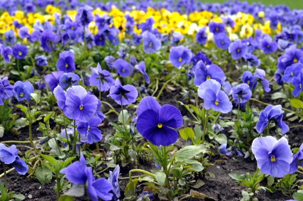 Viola tricolor — Stockfoto