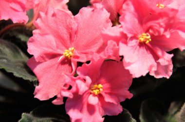 pembe african violet