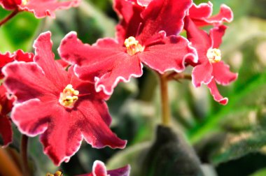 Kırmızı african violet