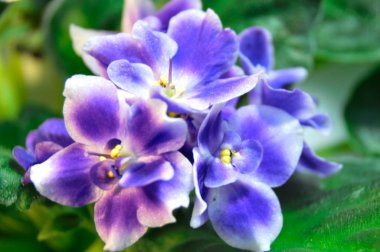 mavi ve beyaz african violet