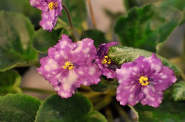 African Violet