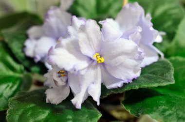 African Violet