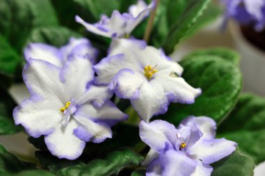 mavi ve beyaz african violet