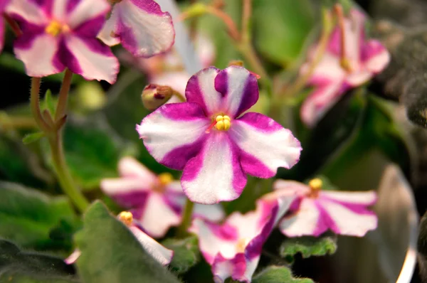 Rosa och vita african violet — Stockfoto