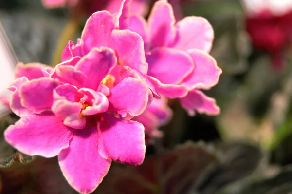 Pembe african violet — Stok fotoğraf