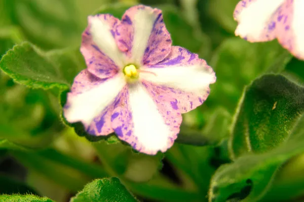 Putih dan biru african violet — Stok Foto