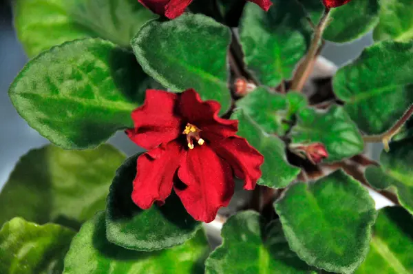 Viola africana rossa — Foto Stock