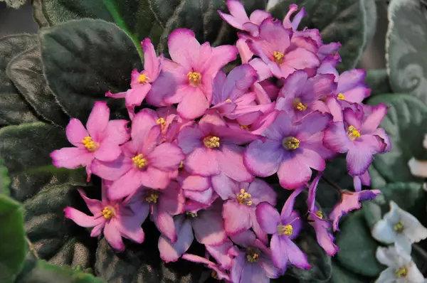 Rosa african violet — Stockfoto