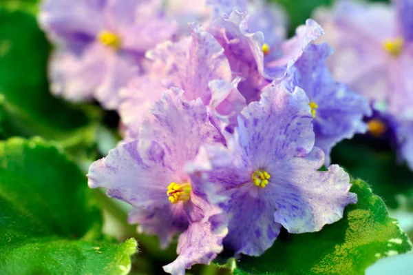 African Violet — Stockfoto