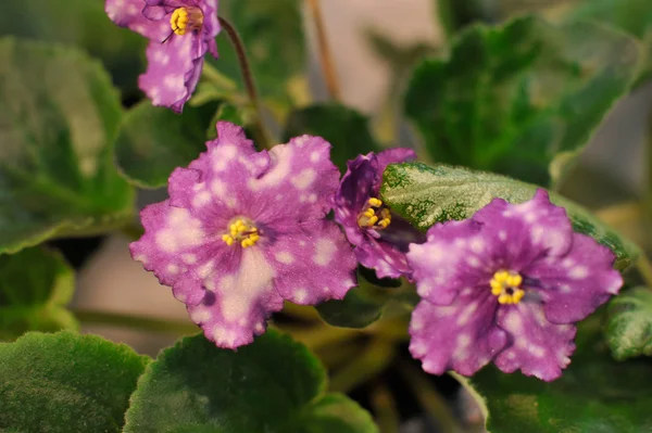 African Violet — Stockfoto