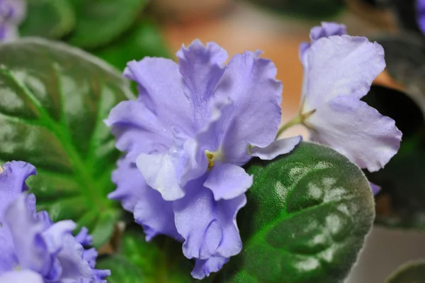 Blaues Afrikanisches Veilchen — Stockfoto