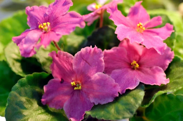Rosa african violet — Stockfoto