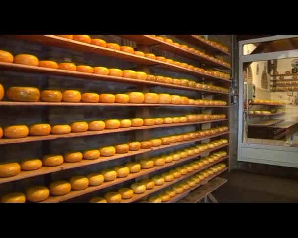 Cheese rounds — Stock Video