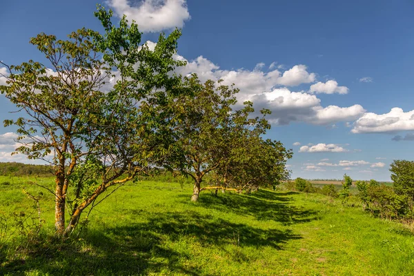 Mezőgazdasági Területek Rétek Moldovai Vidéken Tavaszi Szezon Szaharna Moldovai Köztársaság — Stock Fotó