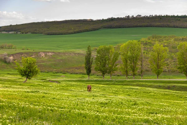 Ackerland Und Wiesen Der Moldawischen Landschaft Frühlingszeit Republik Moldau — Stockfoto