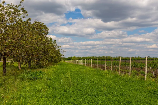 Szőlőültetvények Gagauzia Termékeny Földjein Mezőgazdasági Területek Rétek Moldovai Vidéken Tavaszi — Stock Fotó
