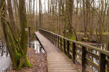 Kampinos Ulusal Parkı 'ndaki bataklıkların üzerinde tahta bir köprü. Sisli kış günü. Polonya.