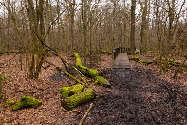 Une Passerelle Bois Dessus Des Marécages Dans Parc National Kampinos — Photo